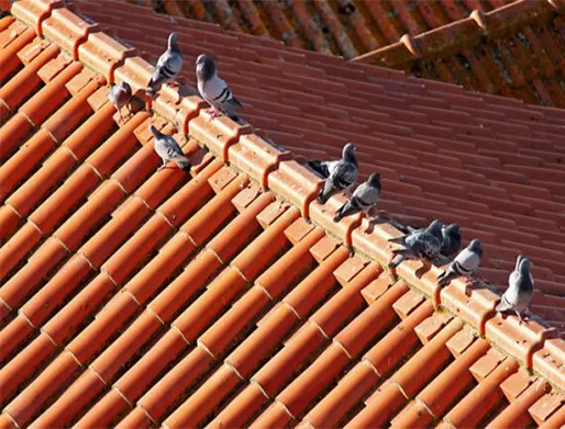 Dedetização de Pombos em SP